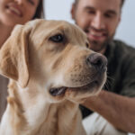 pet trusts in Palm Springs